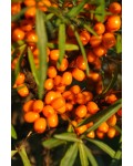 Обліпиха ‘Медова’|Hippophae rhamnoides ‘Medova’|Обліпиха ‘Медова’